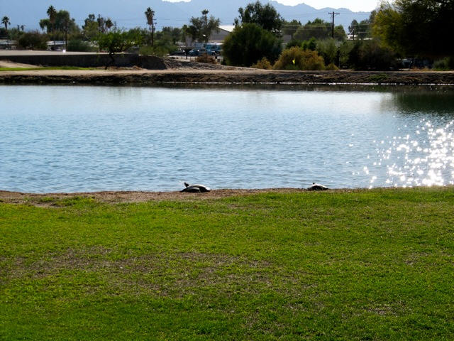 Turtles living on the Golf Course
